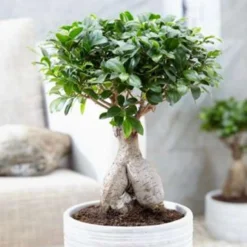 Ficus Microcarpa 'Ginseng' S-vorm – Bonsai – ⌀22 Cm - ↕60-70 Cm -Exporteren Tuin Verge Winkel 1000003216 0102