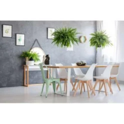 Nephrolepis & Phlebodium - Luchtzuiverende Kamerplanten -Exporteren Tuin Verge Winkel 1000003232 0102