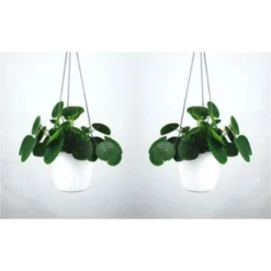 3x Pannenkoekplant - Pilea 'Peperomioides' ⌀12 Cm - ↕10-15 Cm -Exporteren Tuin Verge Winkel 1000003234 0102