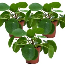 3x Pannenkoekplant - Pilea 'Peperomioides' ⌀12 Cm - ↕10-15 Cm