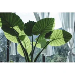 Alocasia Cucullata P19H55 -Exporteren Tuin Verge Winkel 1000003236 0103