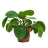 Pannenkoekplant - Pilea 'Peperomioides' ⌀12 Cm - ↕10-15 Cm