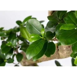 2x Ficus Microcarpa 'Ginseng' S-vorm – Bonsai – ⌀22 Cm - ↕60-70 Cm -Exporteren Tuin Verge Winkel 1000003435 0102