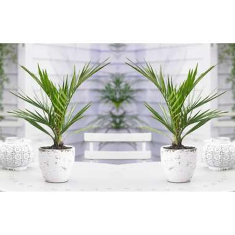 Phoenix Canariensis - Canarische Dadelpalm - ⌀15 Cm - ↕50-60 Cm 2 Phoenix Canariensis - Canarische Dadelpalm - ⌀15 Cm - ↕50-60 Cm - Afbeelding 2