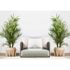 Phoenix Canariensis - Canarische Dadelpalm - ⌀15 Cm - ↕50-60 Cm 6 Phoenix Canariensis - Canarische Dadelpalm - ⌀15 Cm - ↕50-60 Cm -Exporteren Tuin Verge Winkel 1000003444 0102