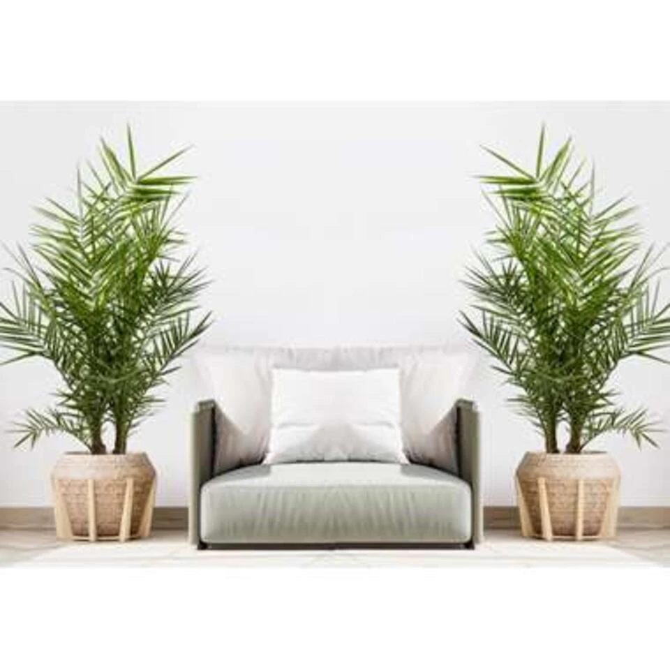 Phoenix Canariensis - Canarische Dadelpalm - ⌀15 Cm - ↕50-60 Cm 3 Phoenix Canariensis - Canarische Dadelpalm - ⌀15 Cm - ↕50-60 Cm - Afbeelding 3