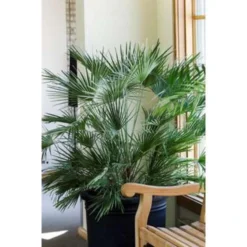 Chamaerops 'Humilis'- Europese Dwergpalm - ⌀21 Cm - ↕60-75 Cm -Exporteren Tuin Verge Winkel 1000003445 0103
