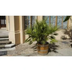 Chamaerops Humilis- Europese Dwergpalm - ⌀15 Cm - ↕40-50 Cm -Exporteren Tuin Verge Winkel 1000003448 0102