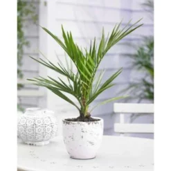 Phoenix Canariensis - Canarische Dadelpalm - ⌀19 Cm - ↕65-85 Cm -Exporteren Tuin Verge Winkel 1000003449 0102