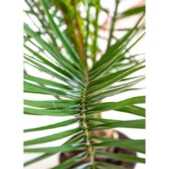 Phoenix Canariensis - Canarische Dadelpalm - ⌀19 Cm - ↕65-85 Cm -Exporteren Tuin Verge Winkel 1000003449 0103