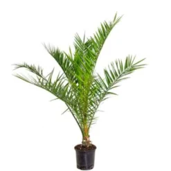 Phoenix Canariensis - Canarische Dadelpalm - ⌀19 Cm - ↕65-85 Cm
