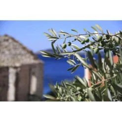 Olea Europaea - Olijfboom Op Stam - ⌀19 Cm - ↕80-90 Cm -Exporteren Tuin Verge Winkel 1000004996 0103