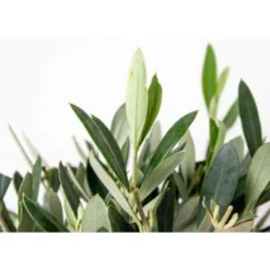 2x Olea Europaea Incl. PlantGrow - Olijfboom Op Stam-⌀19 Cm -↕80-90 Cm -Exporteren Tuin Verge Winkel 1000004997 0102