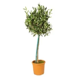 Olea Europaea Incl. PlantGrow - Olijfboom Op Stam -⌀19 Cm - ↕80-90 Cm