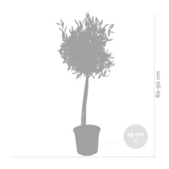 2x Olea Europaea - Olijfboom Op Stam - ⌀19 Cm - ↕80-90 Cm -Exporteren Tuin Verge Winkel 1000004999 0103