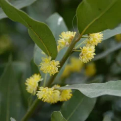 Laurus Nobilis Stam - Keukenlaurier - ⌀17 Cm - ↕60-80 Cm -Exporteren Tuin Verge Winkel 1000005045 0103