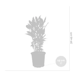 Laurus Nobilis - Keukenlaurier - ⌀15 Cm - ↕30-45 Cm -Exporteren Tuin Verge Winkel 1000006407 0102