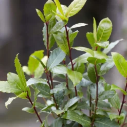 Laurus Nobilis - Keukenlaurier - ⌀15 Cm - ↕30-45 Cm -Exporteren Tuin Verge Winkel 1000006407 0103