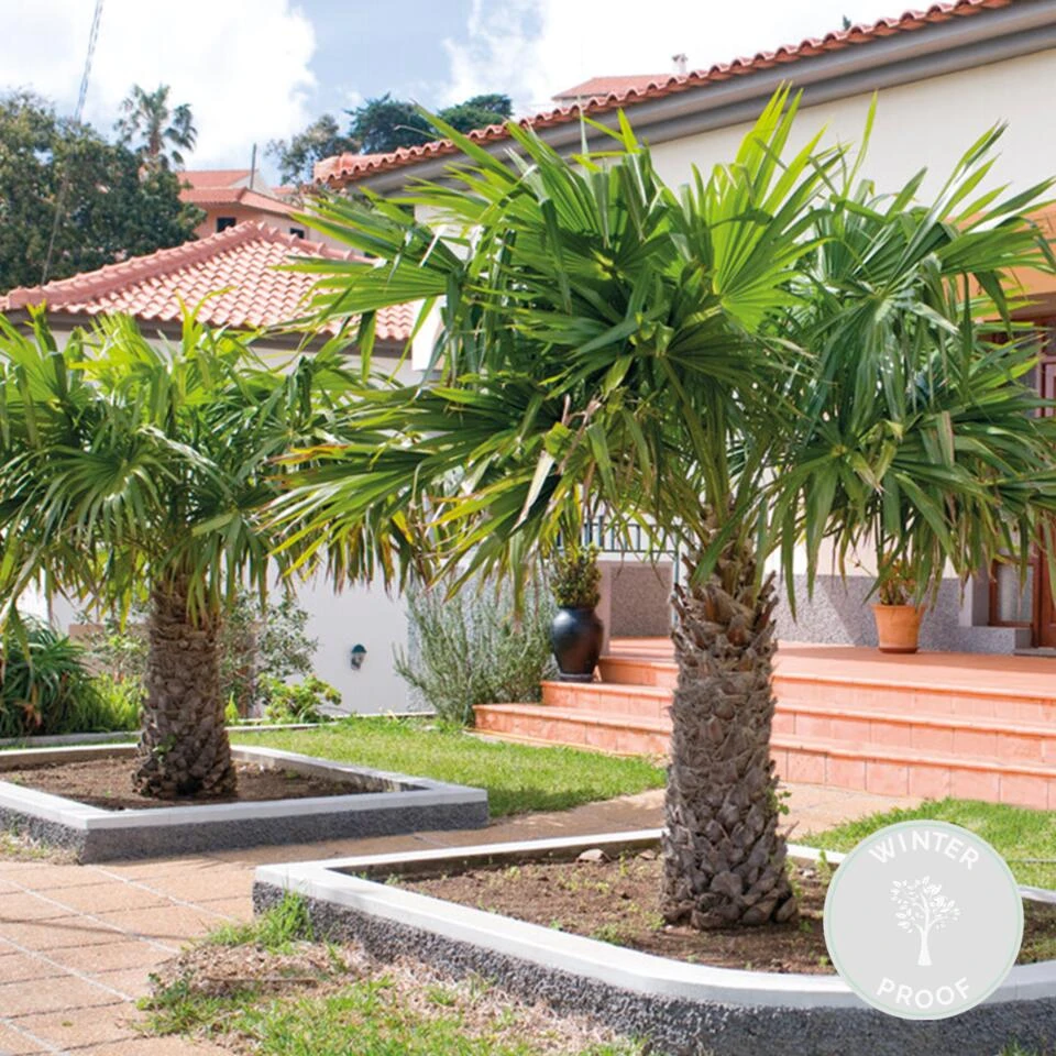 Trachycarpus Fortunei - Chinese Waaierpalm - ⌀24 Cm - ↕70-80 Cm 2 Trachycarpus Fortunei - Chinese Waaierpalm - ⌀24 Cm - ↕70-80 Cm - Afbeelding 2