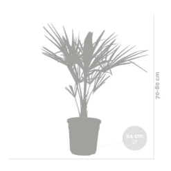 Trachycarpus Fortunei - Chinese Waaierpalm - ⌀24 Cm - ↕70-80 Cm 7 Trachycarpus Fortunei - Chinese Waaierpalm - ⌀24 Cm - ↕70-80 Cm -Exporteren Tuin Verge Winkel 1000008693 0103