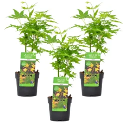 3x Acer Palmatum 'Going Green' – Japanse Esdoorn – ⌀13 Cm - ↕20-25 Cm