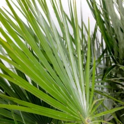 2x Chamaerops Humilis - Europese Dwergpalm - ⌀15 Cm - ↕40-50 Cm -Exporteren Tuin Verge Winkel 1000010505 0102