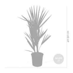 2x Chamaerops Humilis - Europese Dwergpalm - ⌀15 Cm - ↕40-50 Cm -Exporteren Tuin Verge Winkel 1000010505 0103