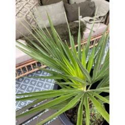 2x Chamaerops 'Humilis' - Buitenplant ⌀19 Cm - ↕50-60 Cm -Exporteren Tuin Verge Winkel 1000010513 0102