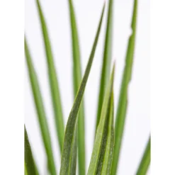 2x Chamaerops 'Humilis' - Buitenplant ⌀19 Cm - ↕50-60 Cm -Exporteren Tuin Verge Winkel 1000010513 0103