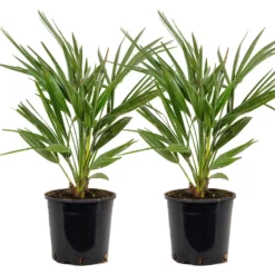 2x Chamaerops 'Humilis' - Buitenplant ⌀19 Cm - ↕50-60 Cm