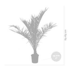 2x Phoenix Canariensis - Canarische Dadelpalm - ⌀19 Cm - ↕80-100 Cm -Exporteren Tuin Verge Winkel 1000010518 0102