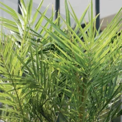 2x Phoenix Canariensis - Canarische Dadelpalm - ⌀19 Cm - ↕80-100 Cm -Exporteren Tuin Verge Winkel 1000010518 0103