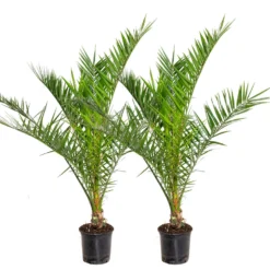 2x Phoenix Canariensis - Canarische Dadelpalm - ⌀19 Cm - ↕80-100 Cm