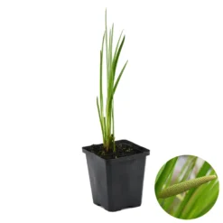 Acorus Calamus – Kalmoes – ⌀09cm - ↕10-20 Cm
