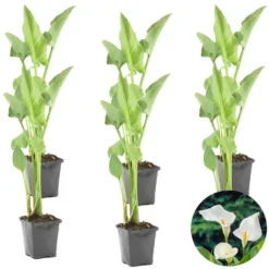 6x Witte Aronskelk - Zantedeschia 'Aethiopica' - Vijverplant ⌀9 Cm -Exporteren Tuin Verge Winkel 1000010534 0103