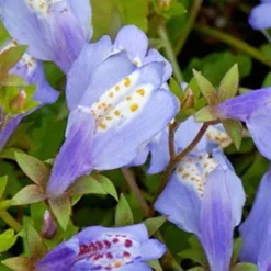 Mazus Reptans – Blauwe Mazus – ⌀09cm - ↕15-25 Cm -Exporteren Tuin Verge Winkel 1000010537 0103