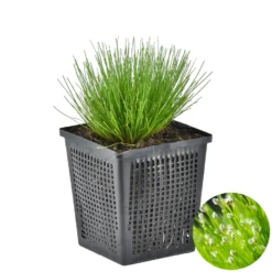 Naaldgras - Scirpus 'Cernuus' - Vijverplant Zuurstofplant ⌀11 Cm