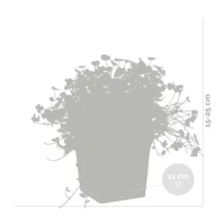 Hydrocotyle Variegata – Bonte Waternavel – ⌀11cm - ↕15-25 Cm -Exporteren Tuin Verge Winkel 1000010541 0102