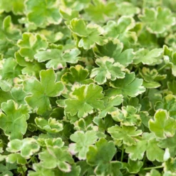2x Hydrocotyle Variegata – Bonte Waternavel – ⌀11cm - ↕15-25 Cm -Exporteren Tuin Verge Winkel 1000010543 0103
