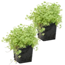 2x Hydrocotyle Variegata – Bonte Waternavel – ⌀11cm - ↕15-25 Cm