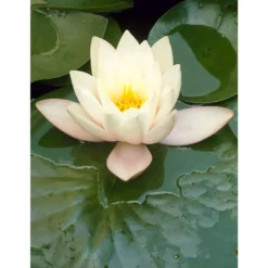 Nymphaea 'Marliacea Albida' – Waterlelie – ⌀11 Cm - ↕25-35 Cm -Exporteren Tuin Verge Winkel 1000010546 0102