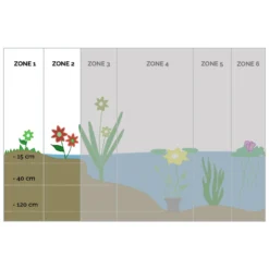 6x Rode Kafferlelie - Schizostylis 'Coccinea' - Vijverplant ⌀9 Cm -Exporteren Tuin Verge Winkel 1000010549 0103