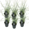 6x Juncus Spiralis – Kurkentrekkersgras – ⌀09cm - ↕30-40 Cm
