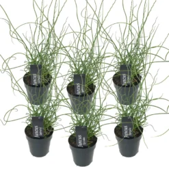 6x Juncus Spiralis – Kurkentrekkersgras – ⌀09cm - ↕30-40 Cm