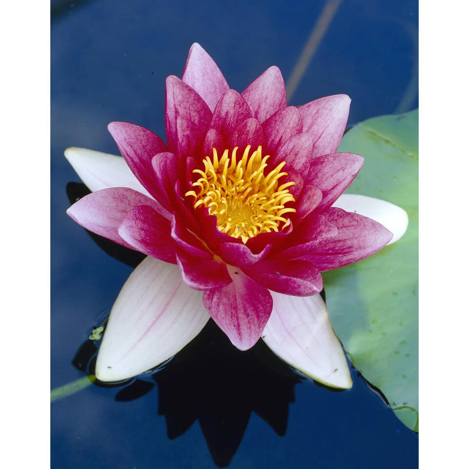 2x Nymphaea 'Attraction' – Waterlelie – ⌀11 Cm - ↕25-35 Cm 3 2x Nymphaea 'Attraction' – Waterlelie – ⌀11 Cm - ↕25-35 Cm - Afbeelding 3