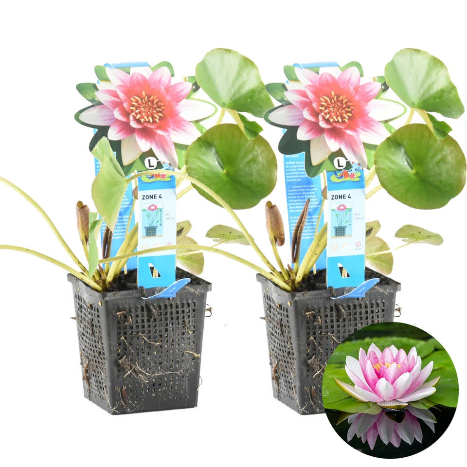 2x Nymphaea 'Attraction' – Waterlelie – ⌀11 Cm - ↕25-35 Cm 1 2x Nymphaea 'Attraction' – Waterlelie – ⌀11 Cm - ↕25-35 Cm