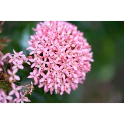 3x Rode Kafferlelie - Schizostylis 'Coccinea' - Vijverplant ⌀9 Cm -Exporteren Tuin Verge Winkel 1000010560 0102