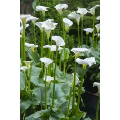 3x Witte Aronskelk - Zantedeschia 'Aethiopica' - Vijverplant ⌀9 Cm -Exporteren Tuin Verge Winkel 1000010561 0102
