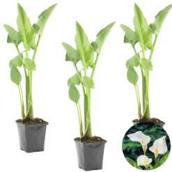 3x Witte Aronskelk - Zantedeschia 'Aethiopica' - Vijverplant ⌀9 Cm -Exporteren Tuin Verge Winkel 1000010561 0103