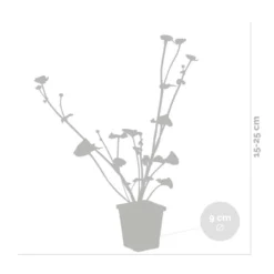 3x Caltha Palustris – Dotterbloem – ⌀09cm - ↕15-25 Cm -Exporteren Tuin Verge Winkel 1000010562 0102